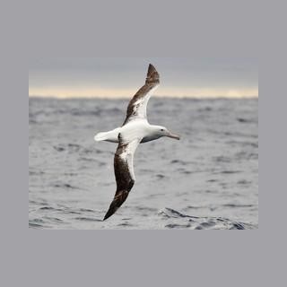 Albatross Audio Radio