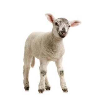 LAMB Radio