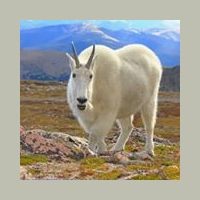 KYGT-LP The Goat 102.7 FM