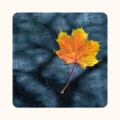 Nature Radio Rain