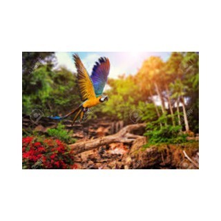 radio skytropical1